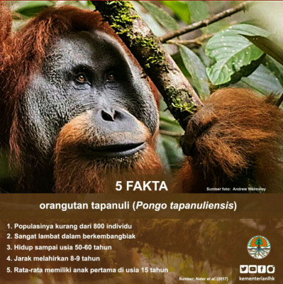 Orang Utan Tapanuli